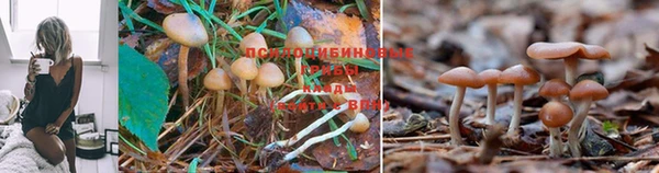 прущий лед Алзамай